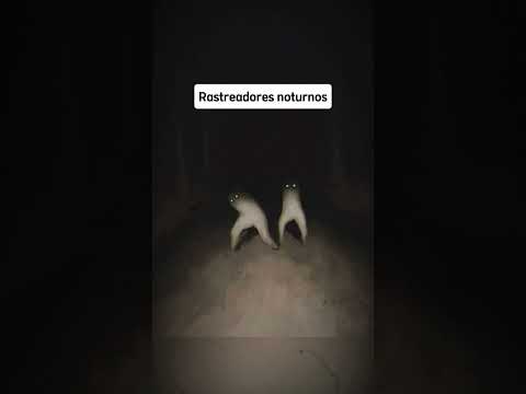 As lendas Urbanas mais assustadoras 😳 #curiosidades #scary #horrorshorts #medo #legend #lendas