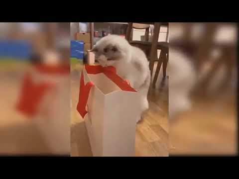 Baby Cats 🐈🐾❤️  Cute and Funny Cat Videos Cartoon#tom_and_jerry