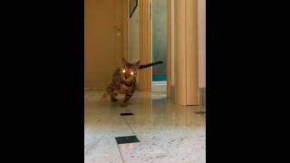 Cat's Can't Mad Drift💀 #Cats#Shorts