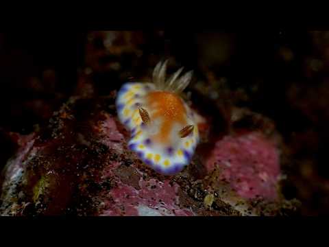 Lembeh Strait – Fun With the Snoot - scuba diving video