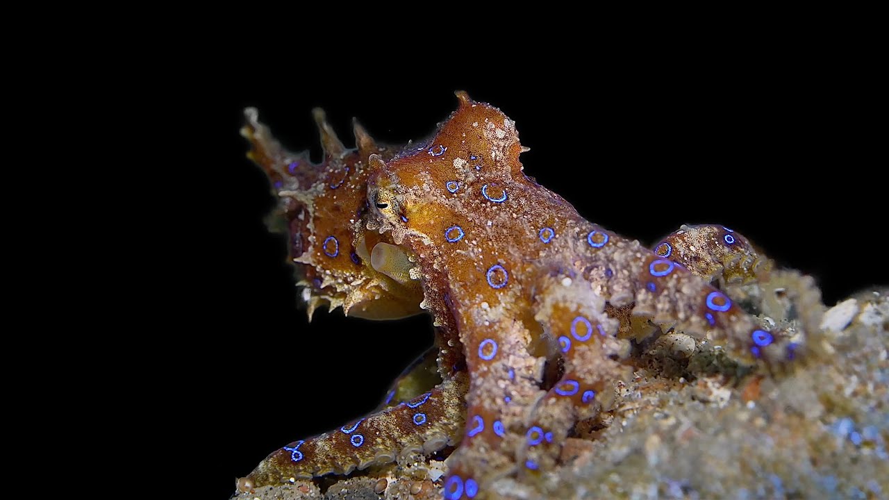 Lembeh Strait - Fun With the Snoot