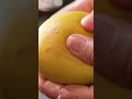 Easy trick of extracting max mango pulp for #Mangolicious recipes! 🥭 #mangopulp #sanjeevkapoor - Video