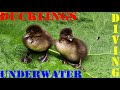 Avian Animal Babies Known As Tufted Ducks Are Diving And Swimming In Their Pond Nesting Habitat