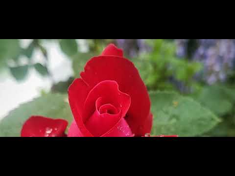 Numele Lui Negativ Speranța