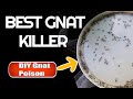 Best Gnat Killer How to get rid of gnats & fruit flies
