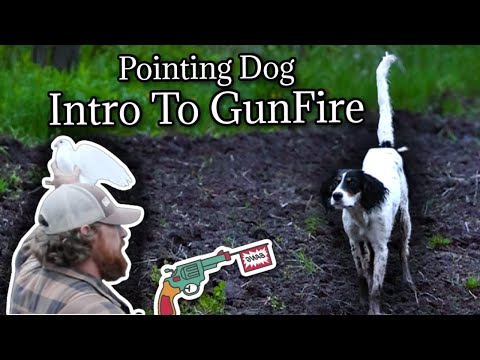Introducing Pointing Dog to Gunfire