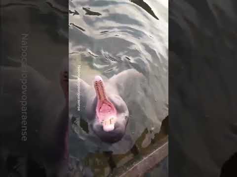 ✨🐬CAMETÁ-PA: BELEZAS NATURAIS E CULTURA AMAZÔNICA DOS RIOS E DOS BOTOS