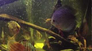 preview picture of video 'Wild discus, Blue, Heckel Cross, Green & Altum F3'
