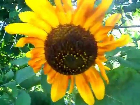 Цветок подсолнечник (Helianthus annus): описание и выращивание