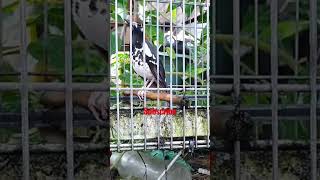 Download lagu Pancingan Suara Anis Kembang Betina Mesra #aniskembangbetina #aniskembangngeplong mp3