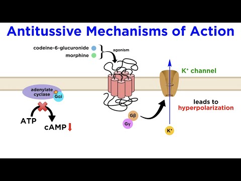 Antitussives: Halting the Coughing Reflex (Codeine, Dextromethorphan, Tessalon)