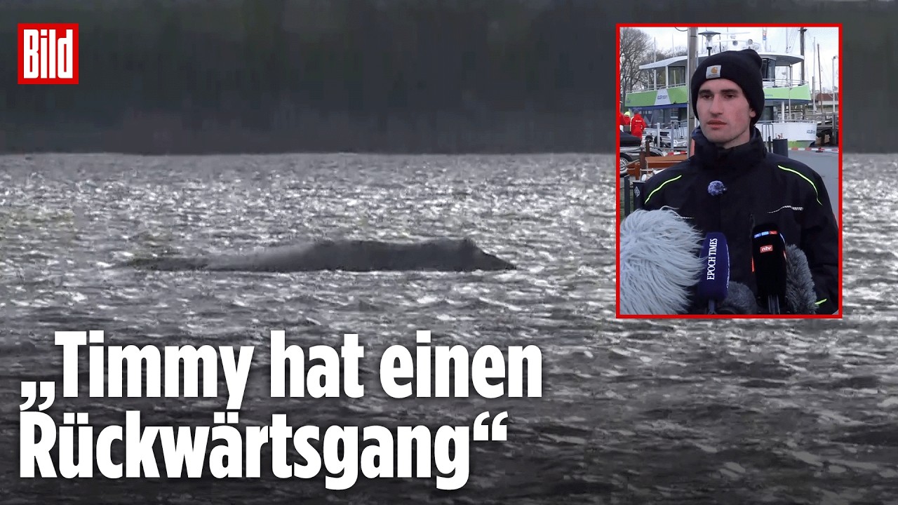 Wal-Rettung per Barge: Technischer Leiter erklärt wie Timmy transportiert werden soll