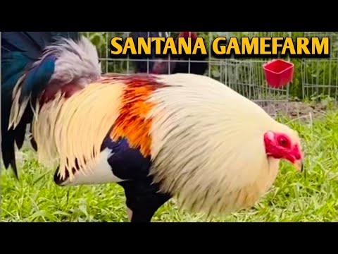 Grey Asil Kelso - SANTANA FARM