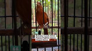 Download lagu Burung Unik dan Langka Cucak Emas Papua Gacor Ropel dan Fighter. #pitohui #cucakemas #cucakemaspapua mp3