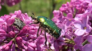 Rose Chafer Beetles Attracted By The Scent Of Lilac Flowers