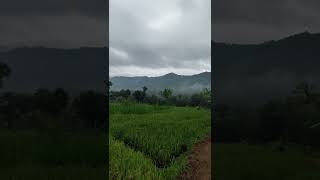 Download lagu pagiku di desa yang syahdududu #shorts #short #statuswa #statuswhatsapp #desaku #jalanjajan mp3