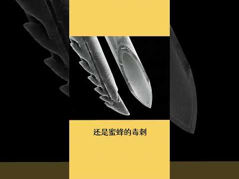 没有对比就没有伤害Ⅷ