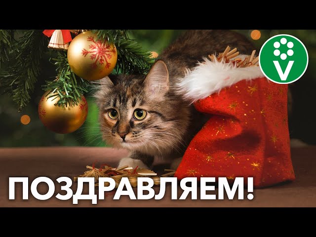 Поздравляем с Новым годом и Рождеством!