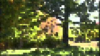 Eluvium -  show us our homes