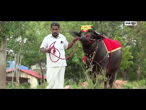 ഭാരം 1000 കിലോ, മാസം 25,000 രൂപ ചെലവ്; ബെല്ലാരി രാജയല്ല, ഇത് നെറ്റിപ്പട്ടം കെട്ടിയ 'ഷുക്കൂര്‍ രാജ'