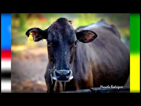 São João dos Patos- Ma.