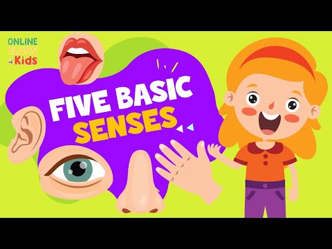 The Five Basic Senses | Human Sense Organ | Science Lesson for Kids