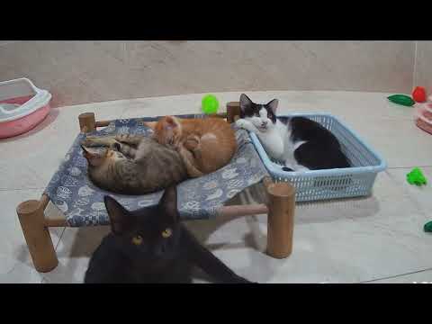 Funny Animal Videos - funniest cats Compilation 2025 try not to laugh😻🐶Funny Cats Videos