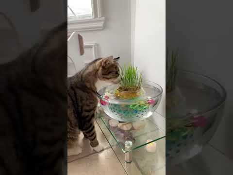 Cats Want To Touch The Fish Cat Are Adorable Cats Are Cute