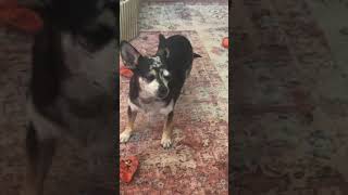 Video preview image #1 Chihuahua Puppy For Sale in Emmett, ID, USA