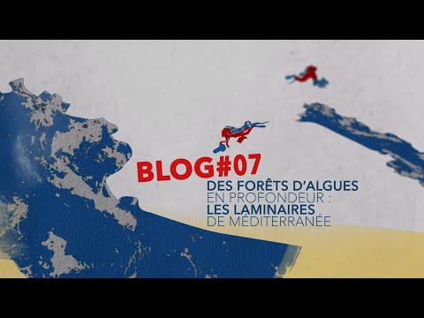 Confinement et biodiversité - épisode 7 : Des forêts d'algues en profondeur - les laminaires