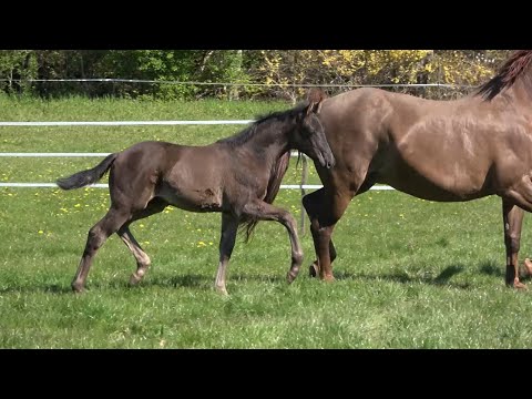 *2021 Stute von Zauberlehrling PS - Royal Dance SOLD!!!