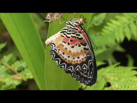 ハレギチョウの羽化　Emergence of Lacewing butterfly