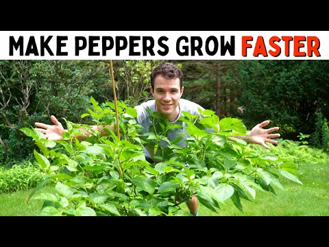 , title : 'Make Peppers Grow Faster! (Improve Growth & Ripening Rates) - Pepper Geek
