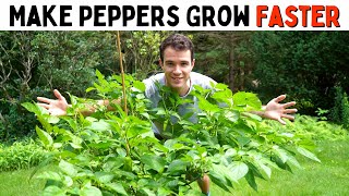 Make Peppers Grow Faster! (Improve Growth & Ripening Rates) - Pepper Geek