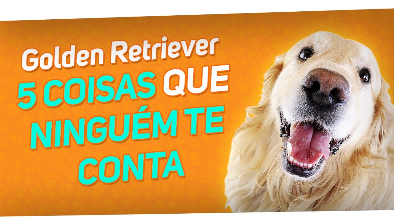 GOLDEN RETRIEVER: 5 segredos que ninguém te conta (revelei tudo)