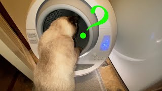 Leo's Loo Cat Review - I don't want to scoop cat poo..