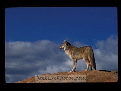 Tatanka -  Coyote Moon Call