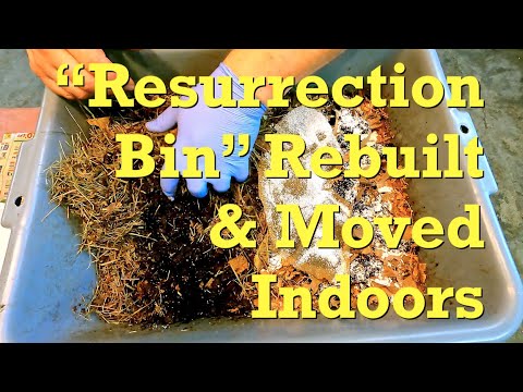 "Resurrection" bin gets old dry castings swapped w fresh bedding & gets moved indoors - worm farm