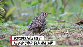 Download lagu Burung anis sisik asik menari di alam liar (Hunting burung di alam liar) mp3 Download lagu Burung anis sisik asik menari di alam liar (Hunting burung di alam liar) mp3