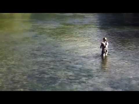 Ribnik Bachforelle Ogi
