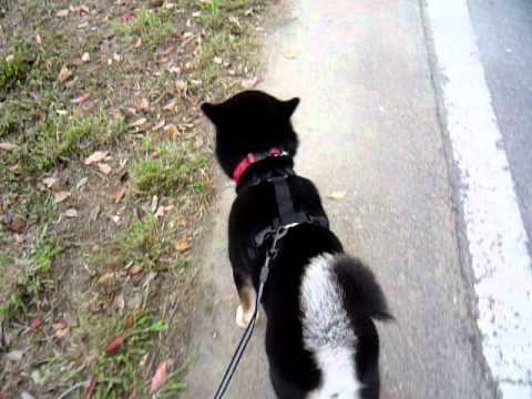 巧克力也來試戴"感冒式胸背帶"(原發表者:巧克力家)(影片)