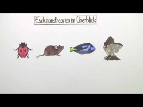 EVOLUTIONSTHEORIEN | ÜBERBLICK | Biologie | Evolutionsbiologie