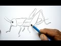 How To Draw A Grasshopper