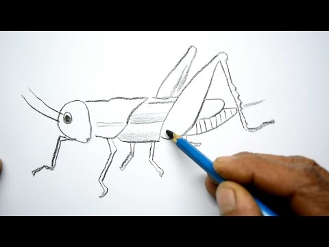 How to Draw a Grasshopper - YouTube