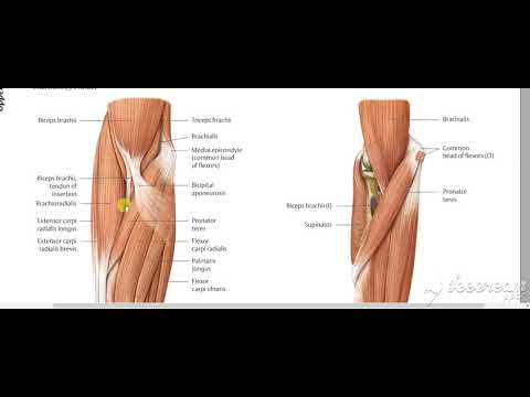 Flexor digitorum profundus
