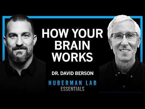 @hubermanlab - "Essentials: How Your Brain Functions & Interprets the World | Dr. David Berson"