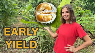 Our New Syntropic DURIAN Orchard - Tropical Permaculture Food Forest