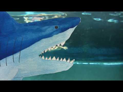 from inside the shark - short film
