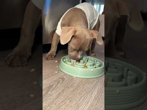 Partnered w/ @kinshippets  #kinshippartner | My dogs aren’t pets,  they’re family. 💛