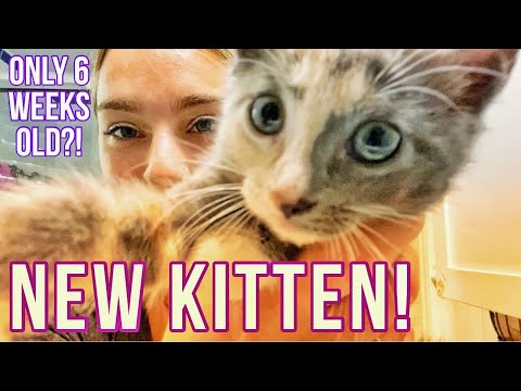 I Rescued a 6 Week Old Kitten 🐱💕